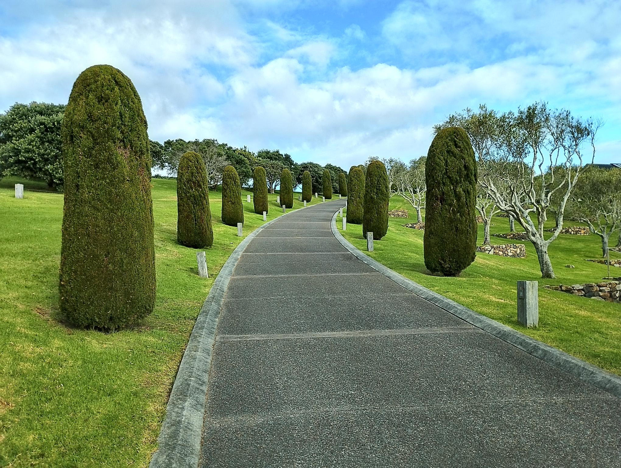 Neatly shaped topiary trees lining a driveway